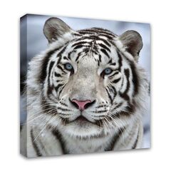 Бенгальский тигр /4л/ 140*140 Фотообои Симфония